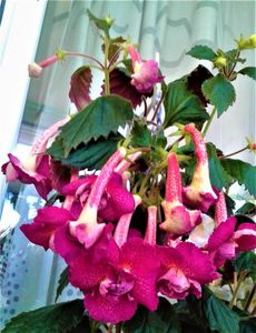 20200921_075652-1; Unele persone se roga sa le ,infloreasc,eu,ii rog sa se opreasca...
