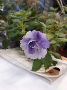 2020...una si buna!...