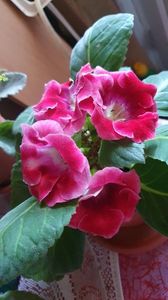 24.09.2020; Gloxinia
