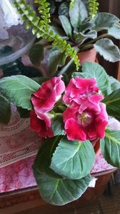 24.09.2020; Gloxinia
