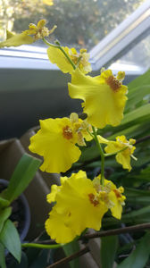 oncidium "SweetSugar"