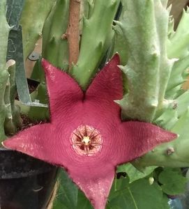 Stapelia Berlinensis