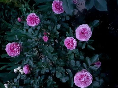 Lavender flower circus