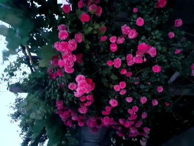 Rosarium uetersen