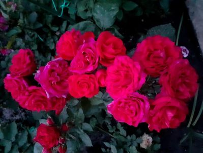 Chica flower circus
