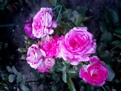 Foxy flower circus