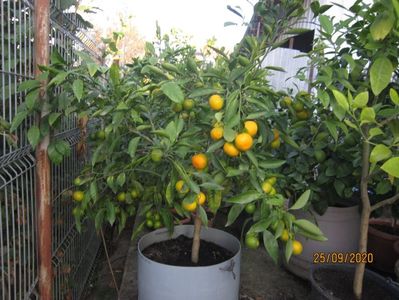 Mandarin Satsuma