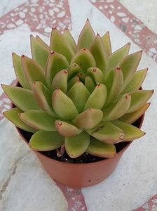 Echeveria agavoides