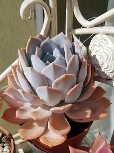 Echeveria Orion