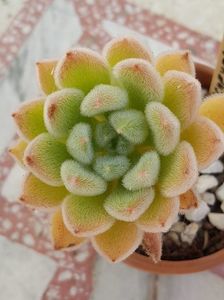 Echeveria setosa