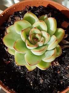 Echeveria Pulidonis