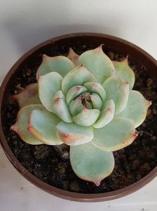 Echeveria Chihuahuensis