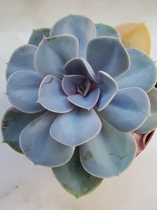 Echeveria Pearl von Nurnberg