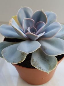 Echeveria Pearl von Nurnberg