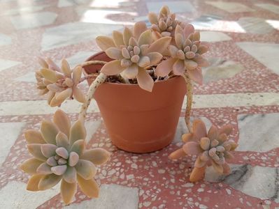 Graptosedum No id