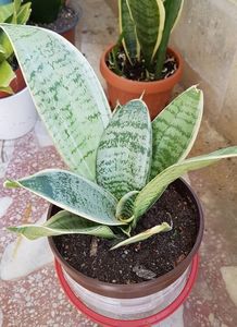 Sansevieria Grey Star