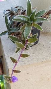 Tradescantia somaliensis