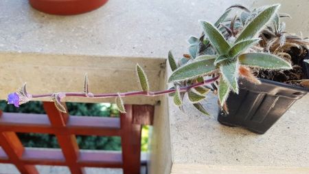 Tradescantia somaliensis