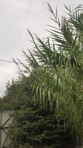 phyllostachys-bambus