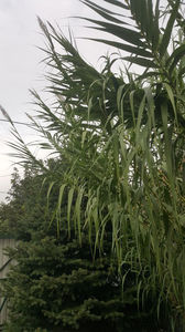 phyllostachys-bambus