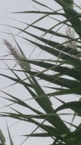 phyllostachys-bambus