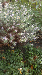 aster tataricus