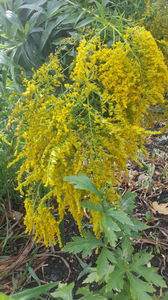 solidago canadensis