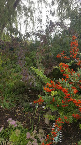 pyracantha coccinea -red