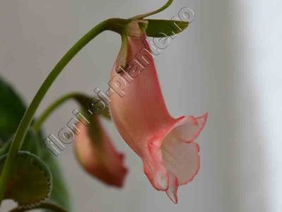 Sinningia Luci s Pink Coral
