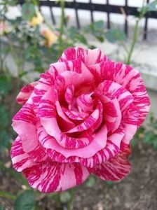 13- pink intuition