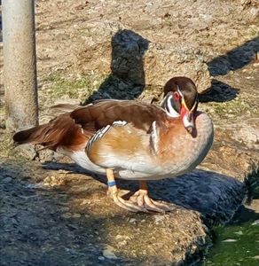 schokobraun carolină