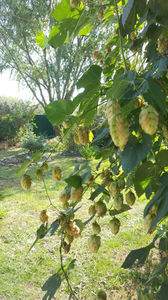 humulus lupulus(hamei)
