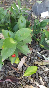 ruscus hypoglossum