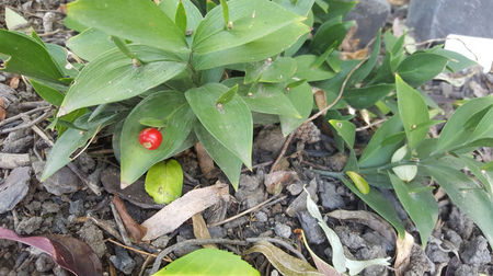 ruscus hypoglossum