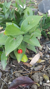 ruscus hypoglossum