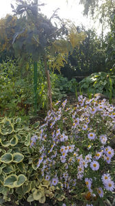 aster tataricus