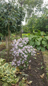 aster tataricus