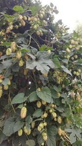 humulus lupulus(hamei)