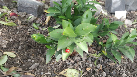 ruscus hypoglossum