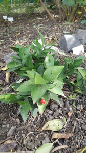 ruscus hypoglossum