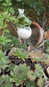 sempervivum mix