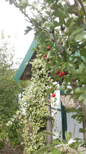crataegus monogyna(paducel)