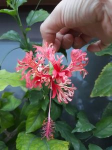 Schizopetalum - 25 lei