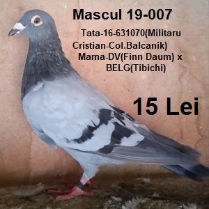 Mascul 19-007