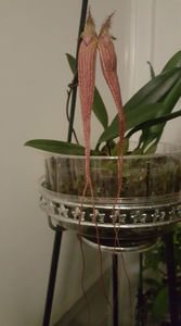 bulbophyllum Elizabeth Buckleberry