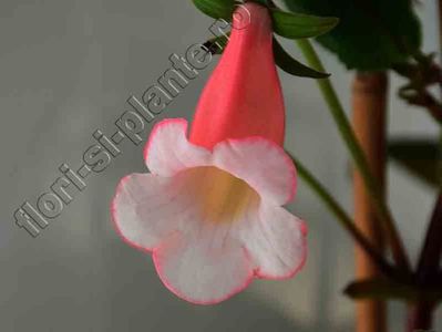 Sinningia Luci s Pink Coral