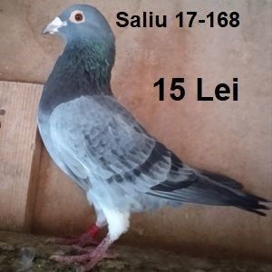 Mascul 17-168