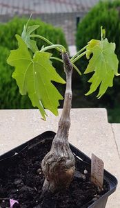 Cissus tuberosus-tuns pt iernat; Lastarii au fost de vreo 2m lungime
