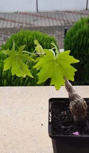Cissus tuberosus-tuns pt iernat