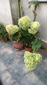 Limelight Hydrangea 1 2020-09-03 at 10.04.35; Anul aceste am cumparat 2 hortensii limelight de cae m-am bucurat tare mult. In toamna am facut un aranjament minunat cu florile lor uscate. Urmeaza sa le plantez la livada. Probabil anul urmator  se 
